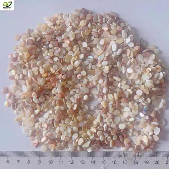 Wholesale Polished Mop Mother of Pearl Seashell for Jewelry Crafts 